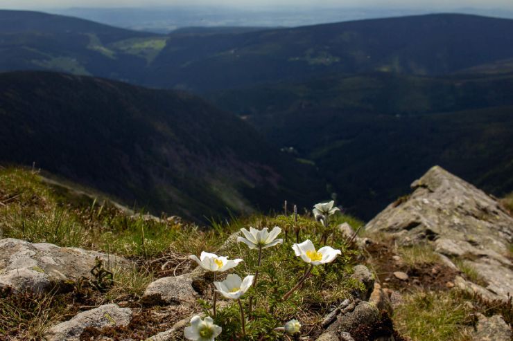 zobrazit detail snímku: Koniklec