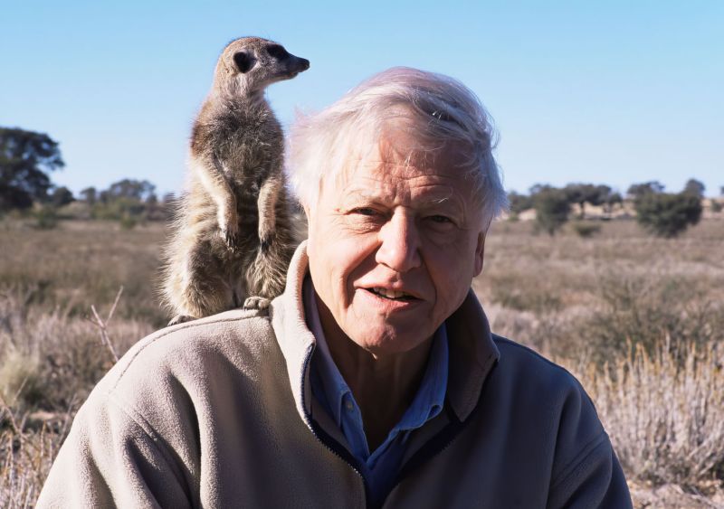 Sir David Attenborough a surikata. - klikněte pro zobrazení detailu Sir David Attenborough a surikata. - klikněte pro zobrazení detailu