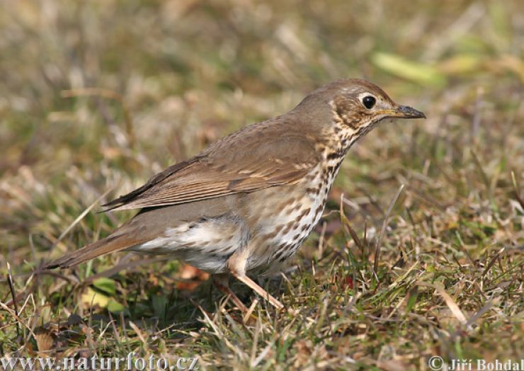 zobrazit detail snímku: Drozd zpěvný