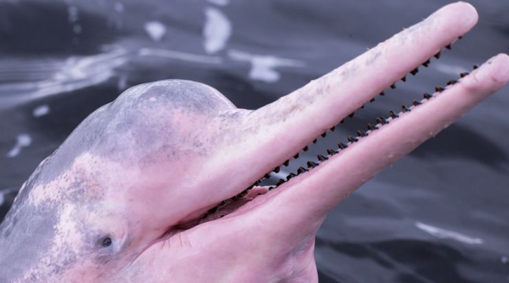 zobrazit detail snímku: Delfínovec amazonský (Inia geoffrensis).