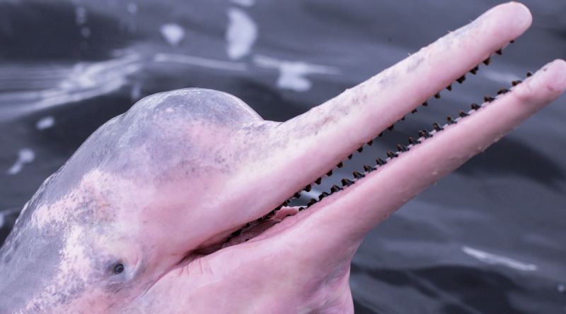 Delfínovec amazonský (Inia geoffrensis). - klikněte pro zobrazení detailu