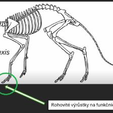 Diaxodexis