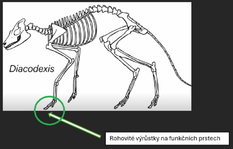 Diaxodexis - klikněte pro zobrazení detailu Diaxodexis - klikněte pro zobrazení detailu
