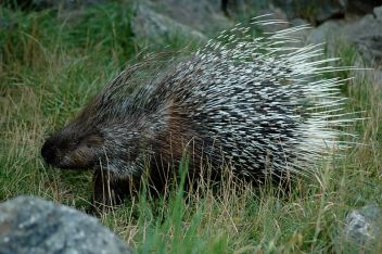 Dikobrazí oběd - klikněte pro zobrazení detailu Dikobrazí oběd - klikněte pro zobrazení detailu