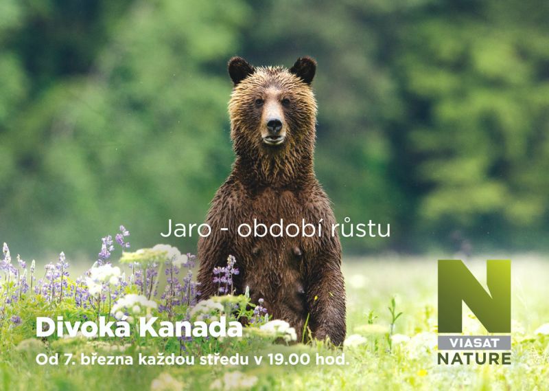 Divoká Kanada - jaro - klikněte pro zobrazení detailu