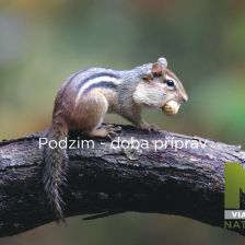 Divoká Kanada - podzim