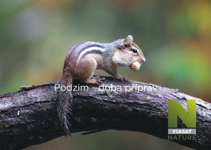 zobrazit detail snímku: Divoká Kanada - podzim