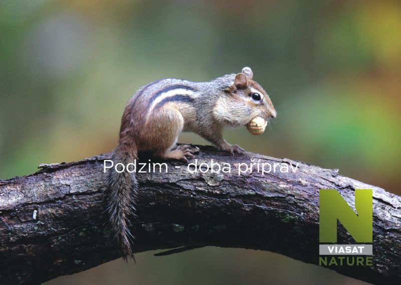 Divoká Kanada - podzim - klikněte pro zobrazení detailu