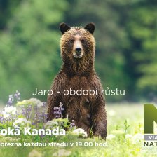 Divoká Kanada - jaro