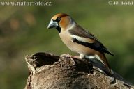 Hlasy ptáků Hlasy ptáků