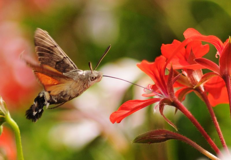 Dlouhozobka svízelová (Macroglossum stellatarum). - klikněte pro zobrazení detailu