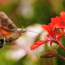 Dlouhozobka svízelová (Macroglossum stellatarum).