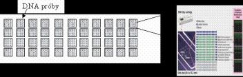 DNA čip - klikněte pro zobrazení detailu DNA čip - klikněte pro zobrazení detailu