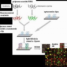 Princíp technológie DNA čipov