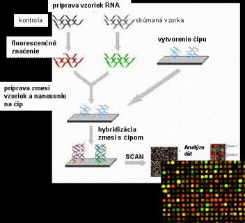 Princíp technológie DNA čipov - klikněte pro zobrazení detailu Princíp technológie DNA čipov - klikněte pro zobrazení detailu