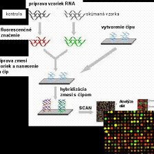Princíp technológie DNA čipov