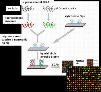 Princíp technológie DNA čipov - klikněte pro zobrazení detailu