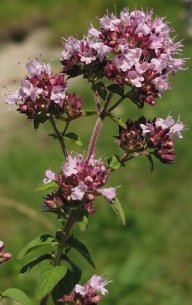 Dobromysl obecná - Origanum vulgare : Celkově rod Origanum zahrnuje zhruba dvacet druhů,…