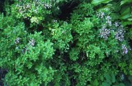 Dobromysl obecná (Origanum vulgare) – Oregáno jako bylinka: Dobromysl obecná roste divoce v přírodě, ale v…