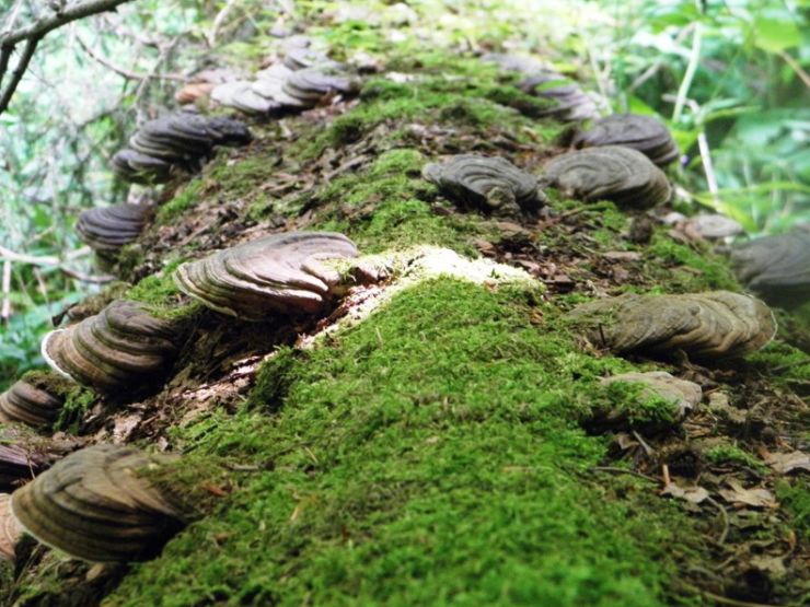 zobrazit detail snímku: Choroše