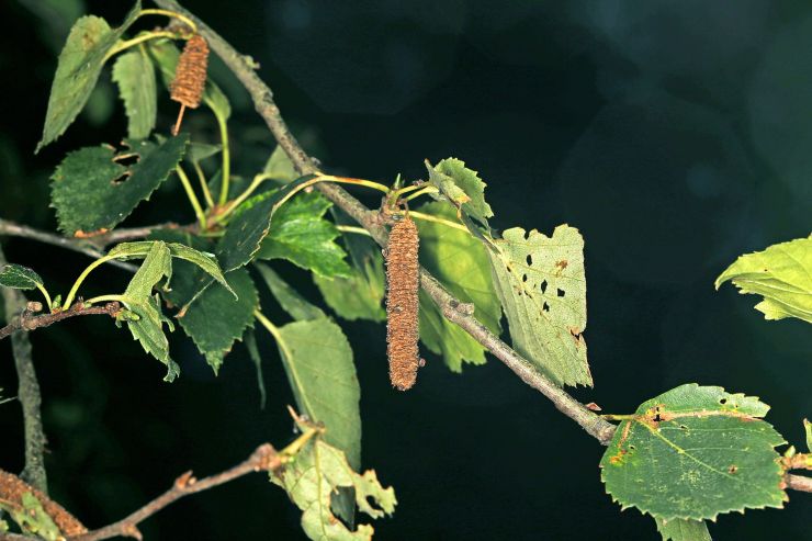zobrazit detail snímku: Bříza bělokorá