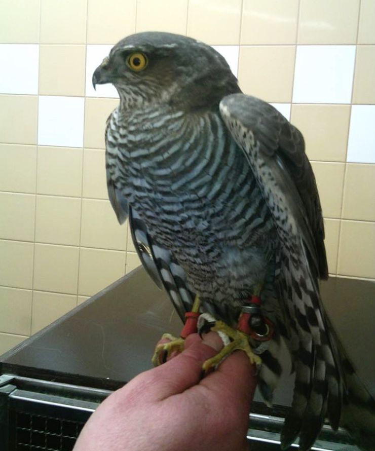 zobrazit detail snímku: Samičku krahujce s kroužkem a sokolnickým poutkem na nohách