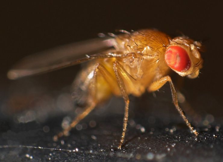 zobrazit detail snímku: Octomilka obecná - Drosophila melanogaster