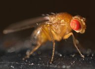 Octomilka - Drosophila - nevítaný návštěvník našich domovů : Tato drobná asi 2 milimetrová muška si…