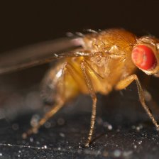 Octomilka obecná - Drosophila melanogaster