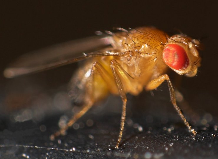 zobrazit detail snímku: Octomilka obecná - Drosophila melanogaster