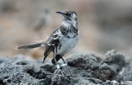 Galapážští  drozdi opět v zájmu vědců: Galapážské ptactvo už jednou do historie,…