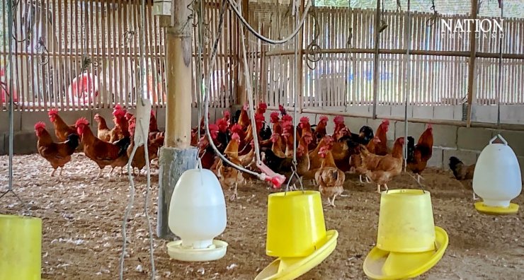 zobrazit detail snímku: Kuřecí farma v Thajsku.