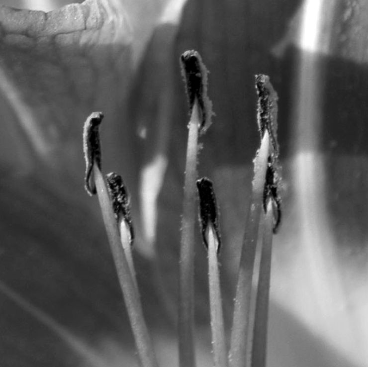 zobrazit detail snímku: Květ 10 - detail