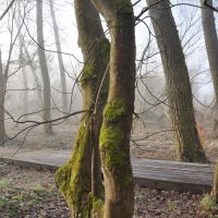 Rybník Vejsplachy - Lužní lesík - pokroucené stromy - klikněte pro zobrazení detailu