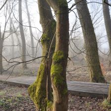 Rybník Vejsplachy - Lužní lesík - pokroucené stromy