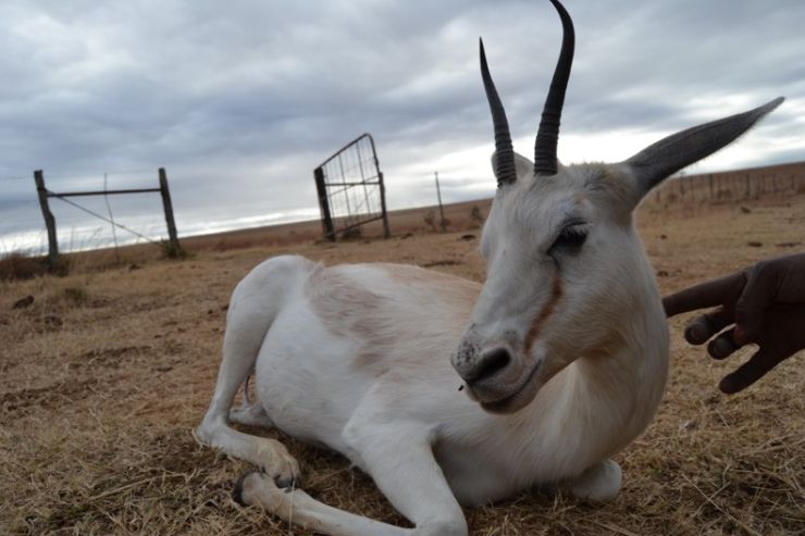 zobrazit detail snímku: Antilopa skákavá 3