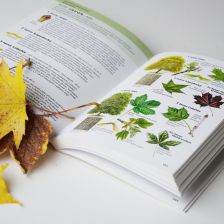 Javory v Atlase stromů nakladatelství Ševčík
