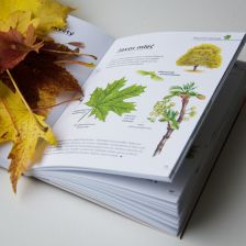 Javory v atlase Stromy od nakladatelství Kazda