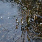 Tajemství „černého“ ledu, bílých talířů v něm a zpívajících jezer