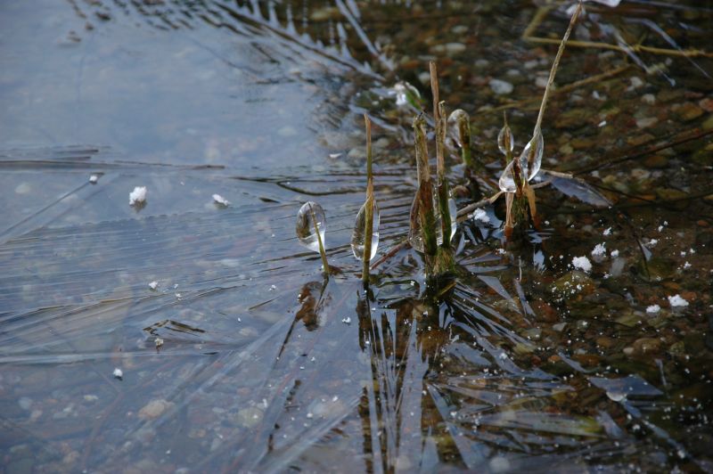 Černý led na rybníce ve Smiřicích - klikněte pro zobrazení detailu