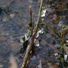 Černý led na rybníce ve Smiřicích