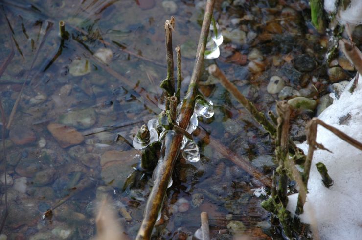 zobrazit detail snímku: Černý led na rybníce ve Smiřicích
