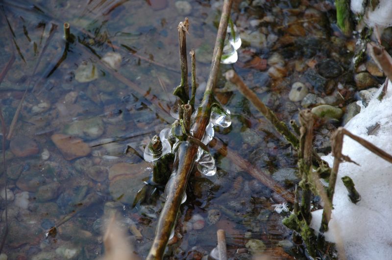Černý led na rybníce ve Smiřicích - klikněte pro zobrazení detailu