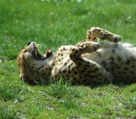 Rychlost zvířat Rychlost zvířat