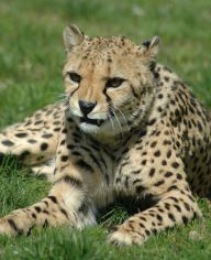 Neodkládejte v létě foťák a soutěžte s KRNAP a dvorskou ZOO!: Přesně za týden oslaví Krkonošský národní…