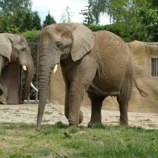 Sloninec v ZOO Dvůr Králové