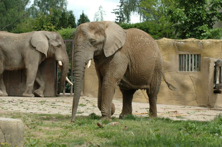 zobrazit detail snímku: Sloninec v ZOO Dvůr Králové