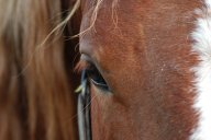Cushingův syndrom se objevuje i u koní. Jak poznat příznaky a co se dá dělat v rámci léčby?: Majitelé koní zcela jistě neustále hlídají…