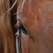 Cushingův syndrom se objevuje i u koní. Jak poznat příznaky a co se dá dělat v rámci léčby?