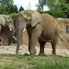 Sloninec v ZOO Dvůr Králové